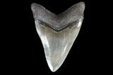 Serrated, Fossil Megalodon Tooth - Beautiful Tooth #78643-2